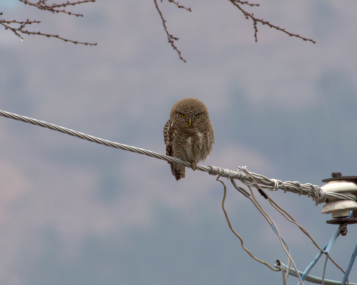 Asian Barred Owlet - ML642968612