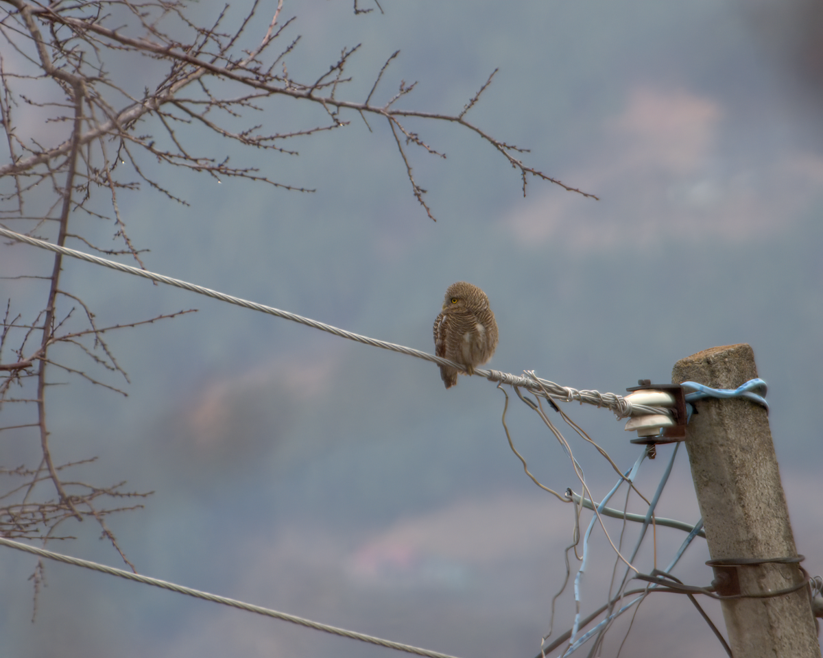 Asian Barred Owlet - ML642968614