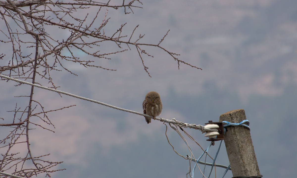 Asian Barred Owlet - ML642968615