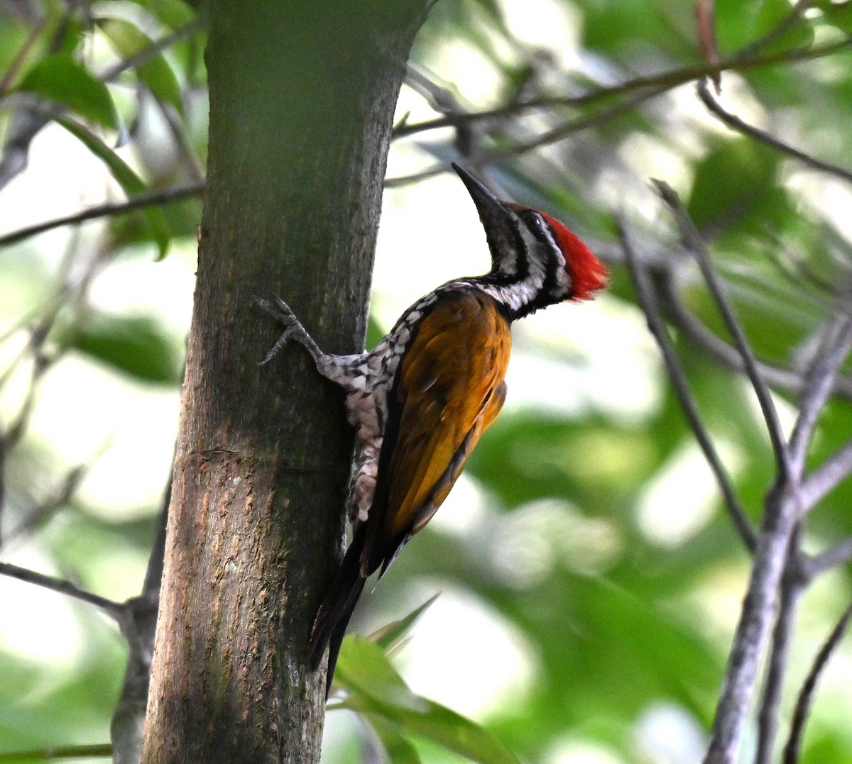 Common Flameback - ML642968619