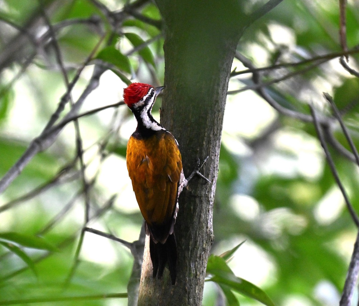 Common Flameback - ML642968620