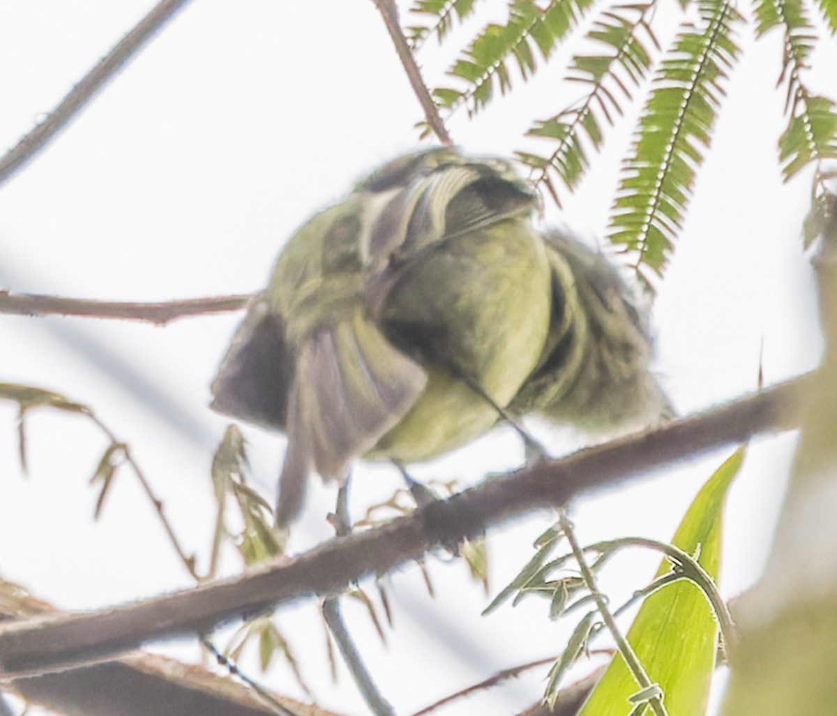 Sao Paulo Bristle-Tyrant - ML642968621