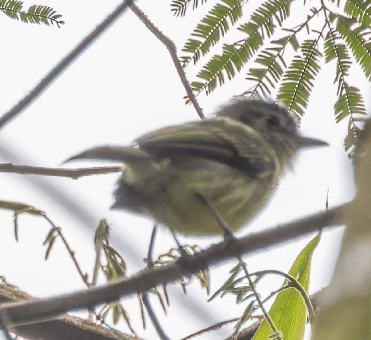 Sao Paulo Bristle-Tyrant - ML642968623