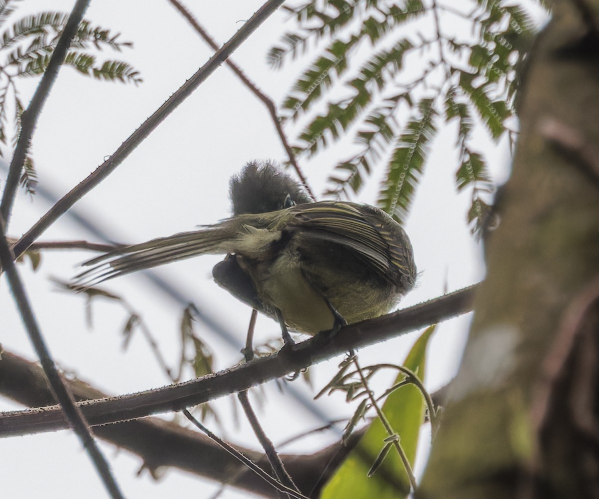 Sao Paulo Bristle-Tyrant - ML642968627