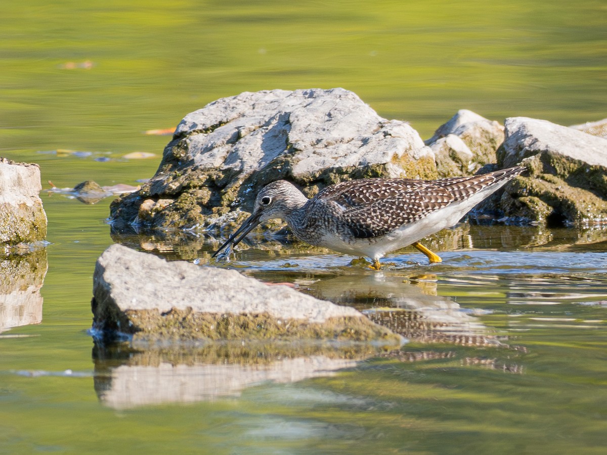 Greater Yellowlegs - ML642968644