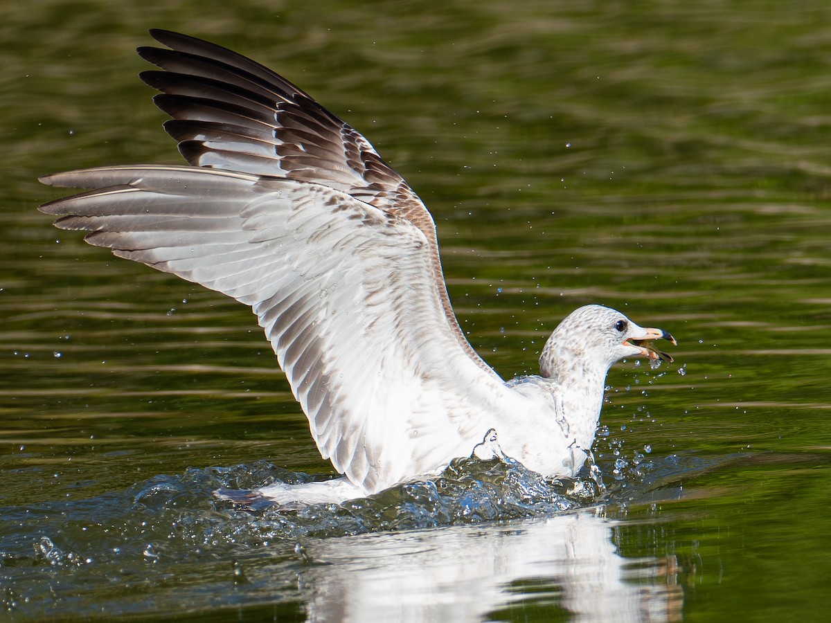 Ring-billed Gull - ML642968645