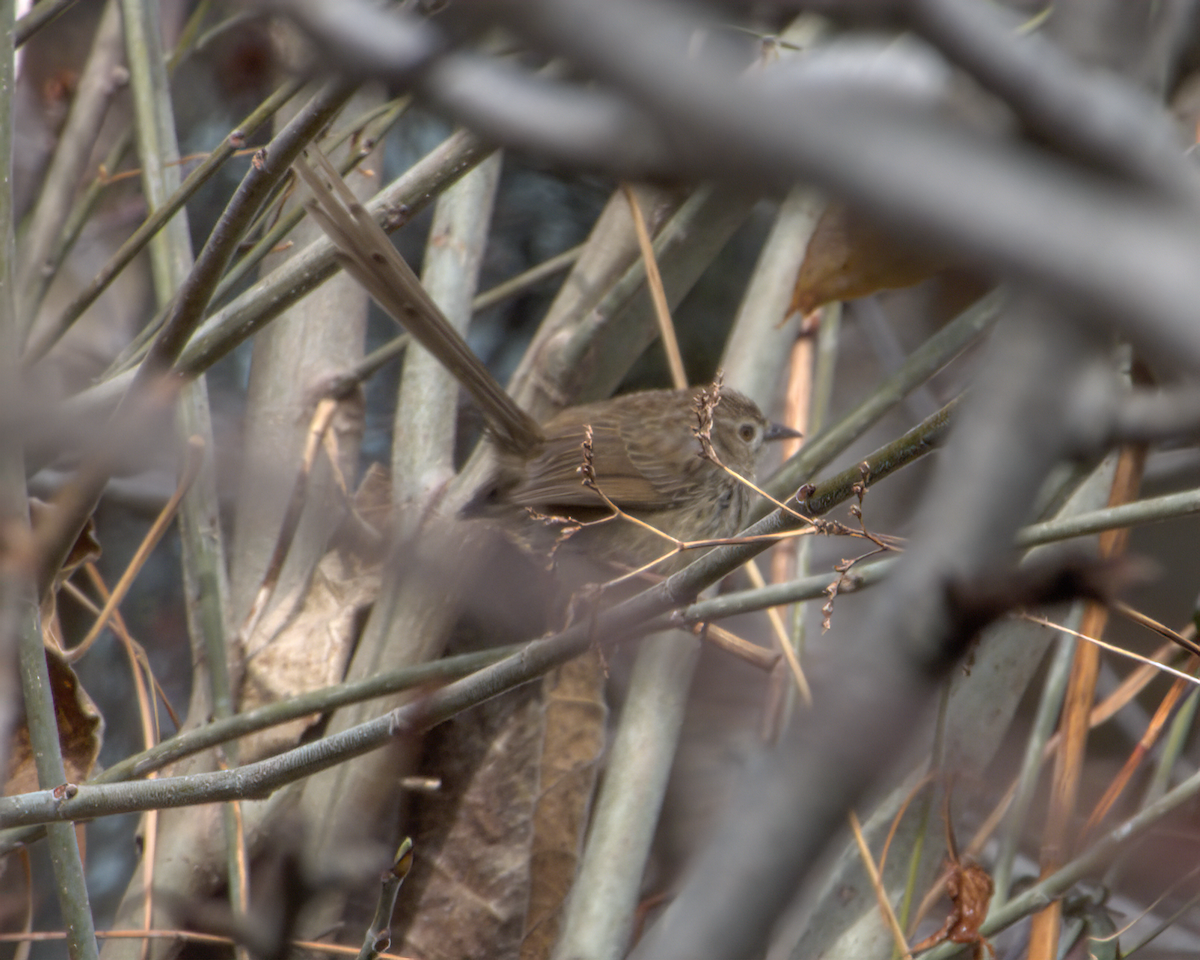 Himalayan Prinia - ML642968647