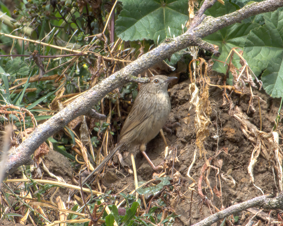 Himalayan Prinia - ML642968648