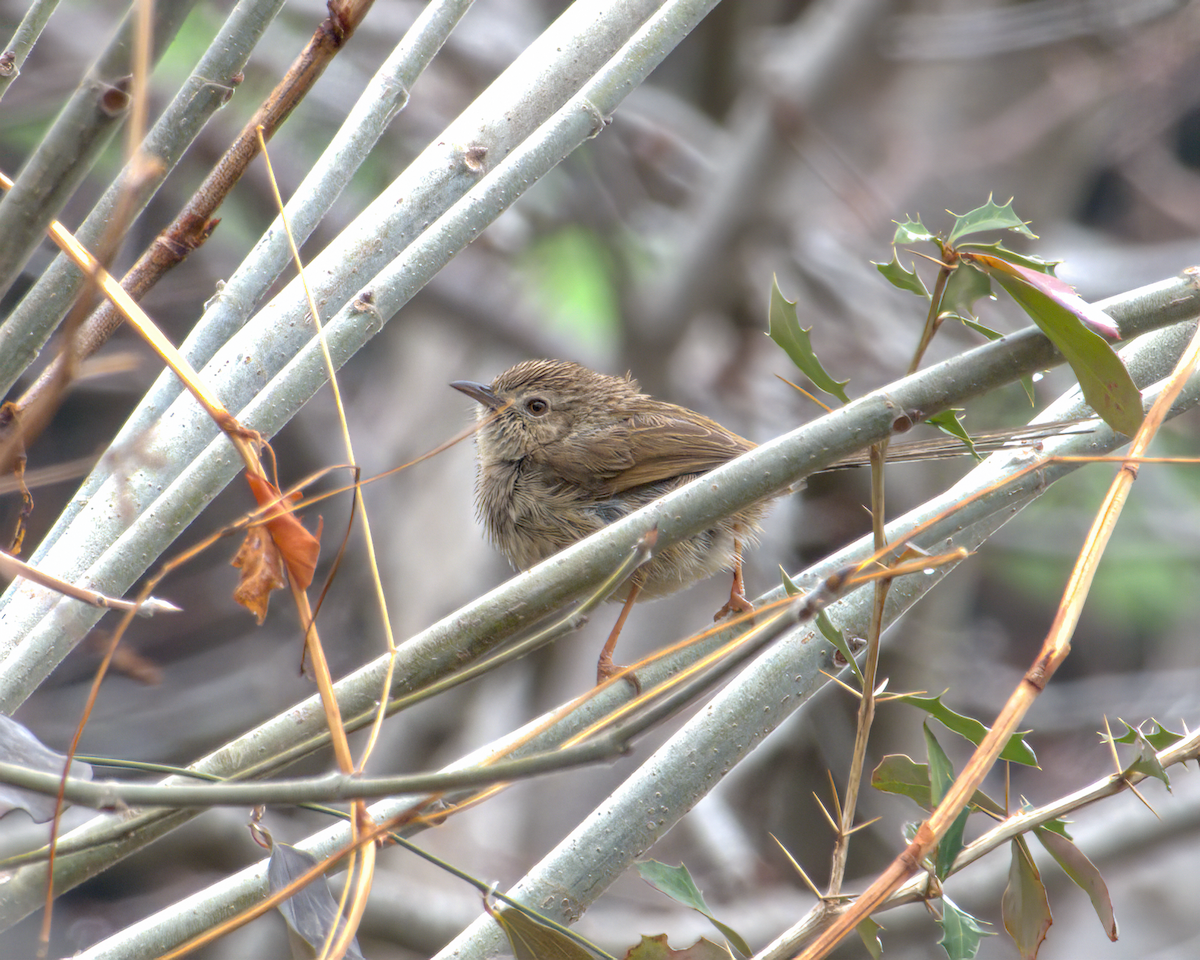 Himalayan Prinia - ML642968649