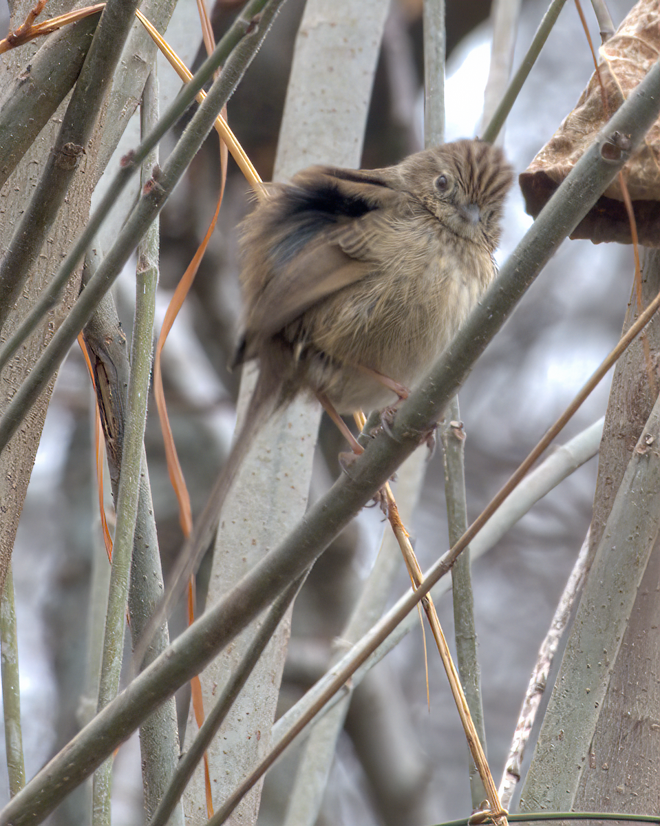Himalayan Prinia - ML642968650