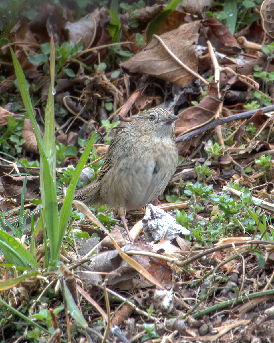 Himalayan Prinia - ML642968651