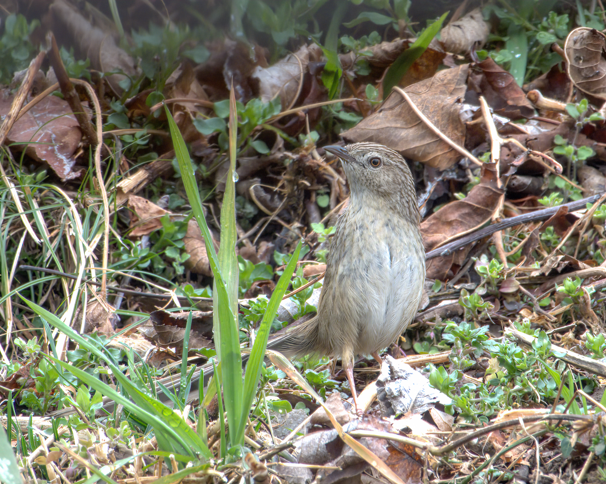 Himalayan Prinia - ML642968652