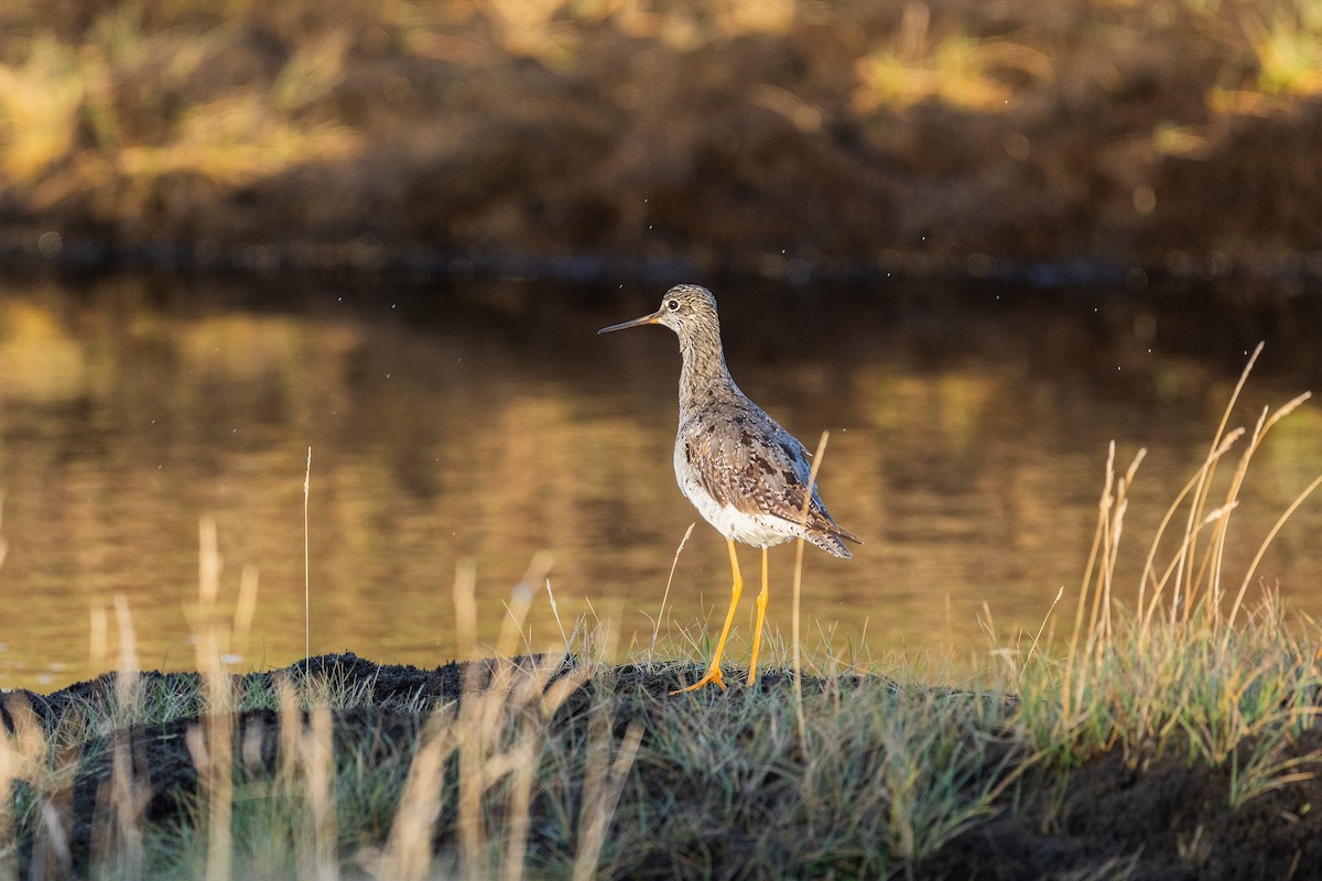 vodouš velký - ML642968653