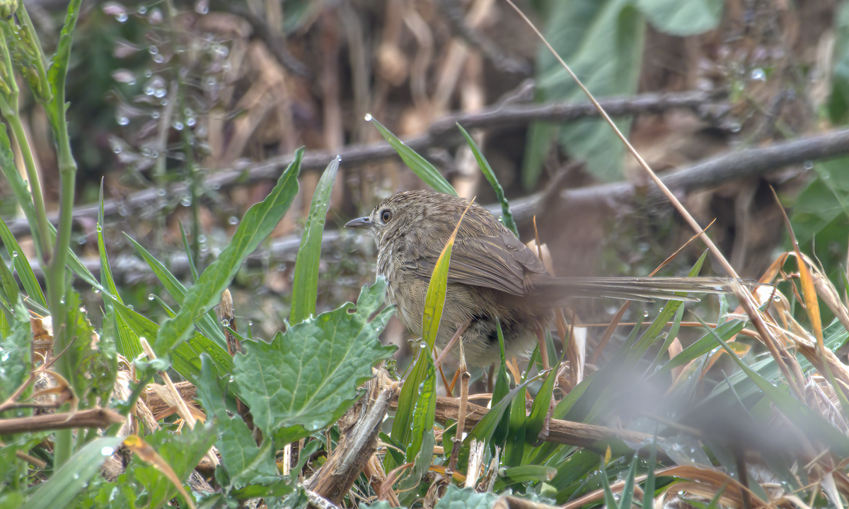Himalayan Prinia - ML642968655