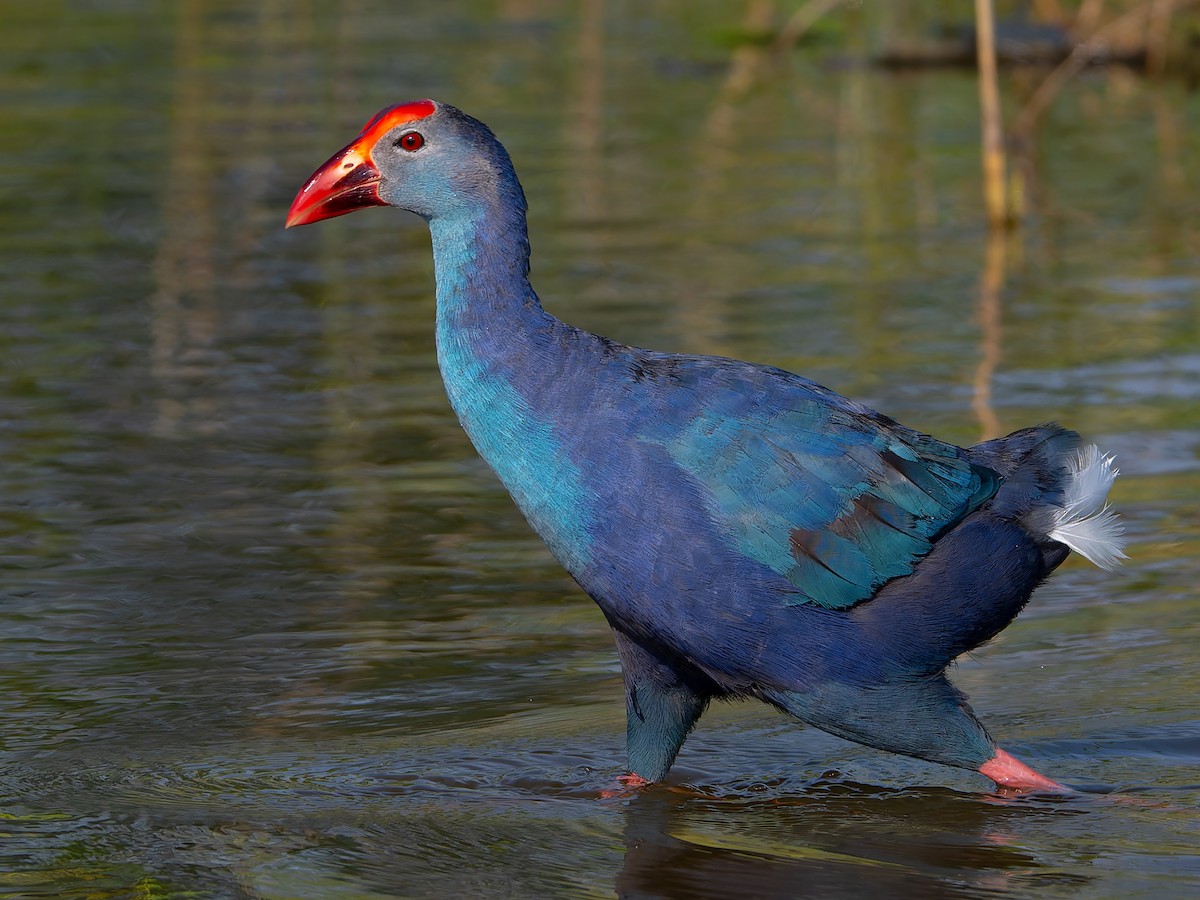 Gray-headed Swamphen - ML642968656