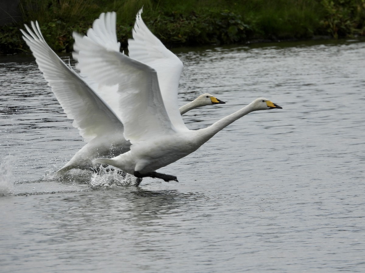Cigno selvatico - ML642968657