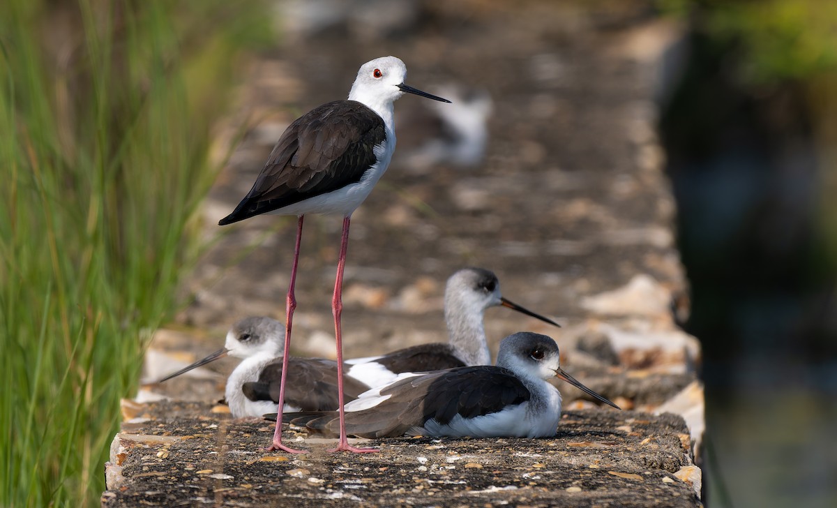 Black-winged Stilt - ML642968658