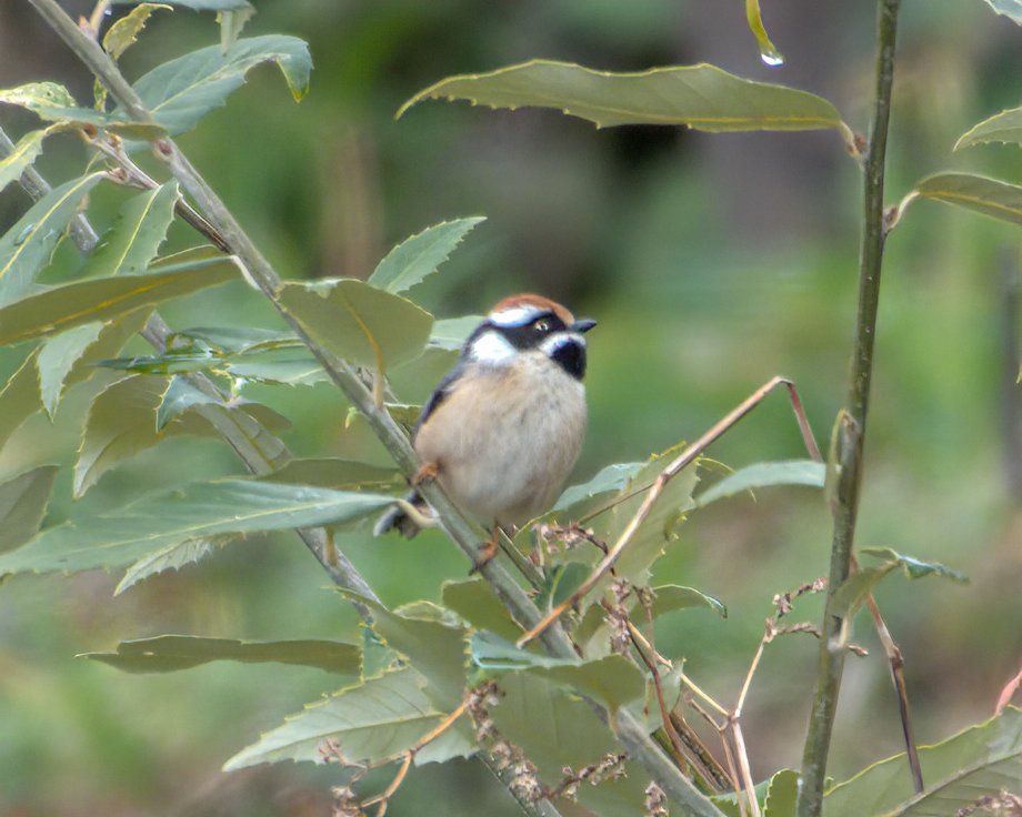 Black-throated Tit - ML642968660