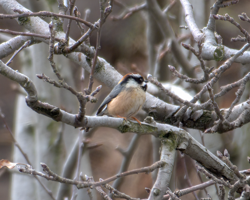 Black-throated Tit - ML642968661