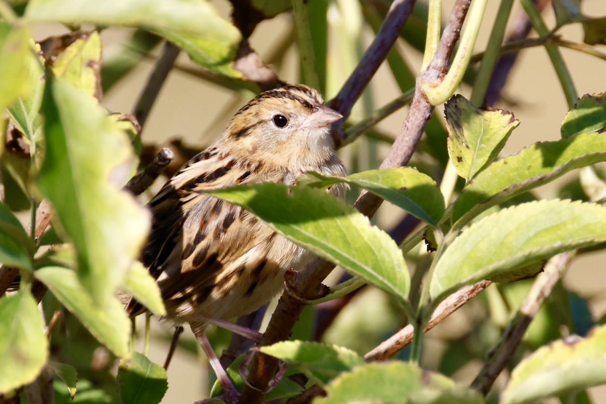 LeConte's Sparrow - ML642968663