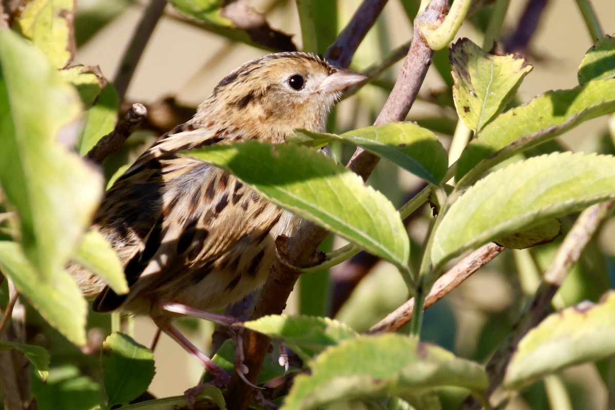 LeConte's Sparrow - ML642968664
