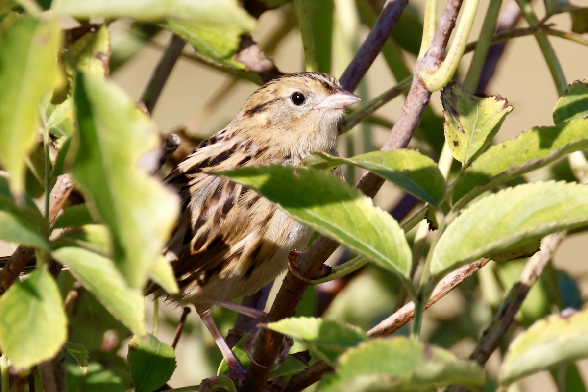 LeConte's Sparrow - ML642968665