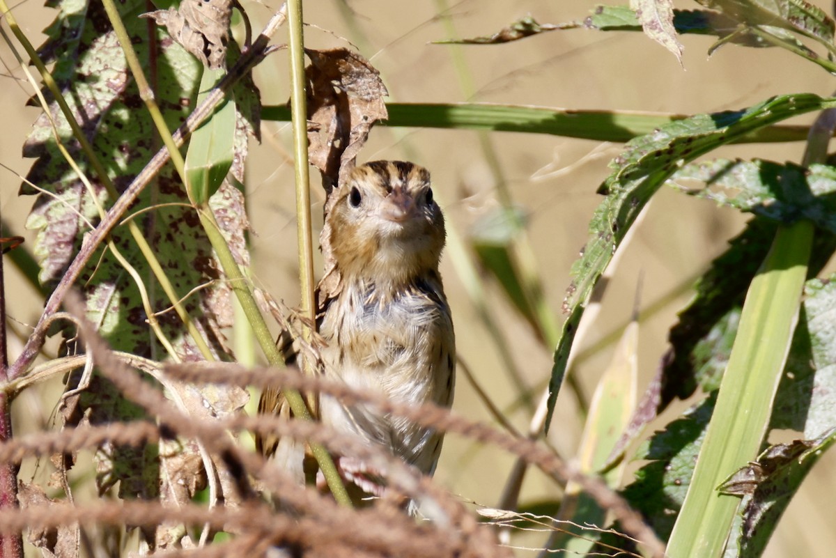 LeConte's Sparrow - ML642968666