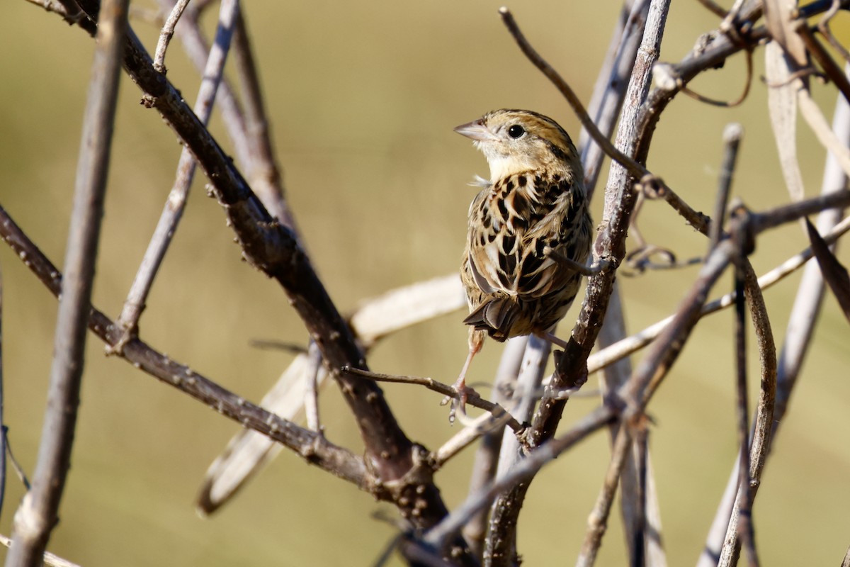 LeConte's Sparrow - ML642968668