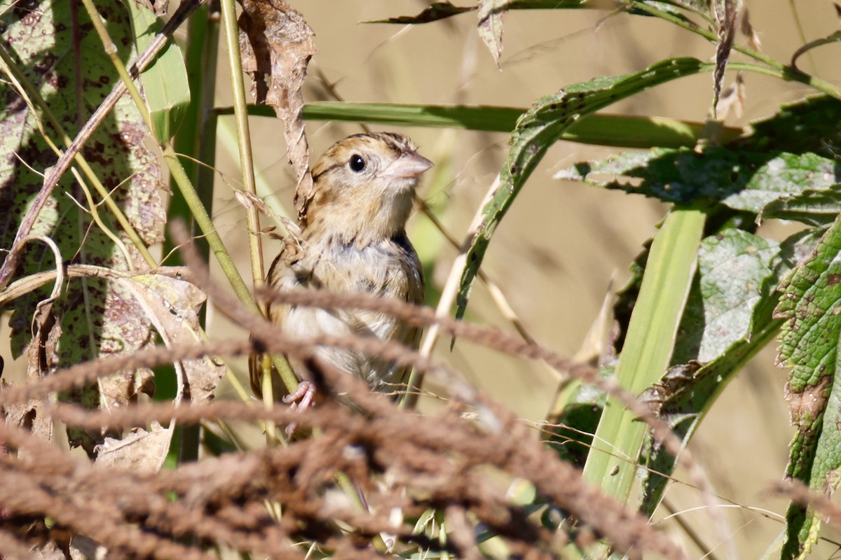 LeConte's Sparrow - ML642968669