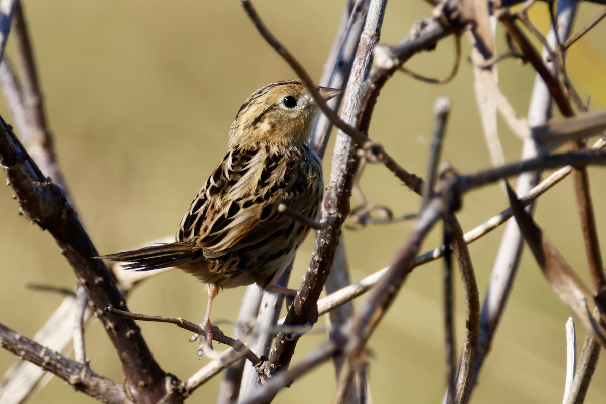 LeConte's Sparrow - ML642968671