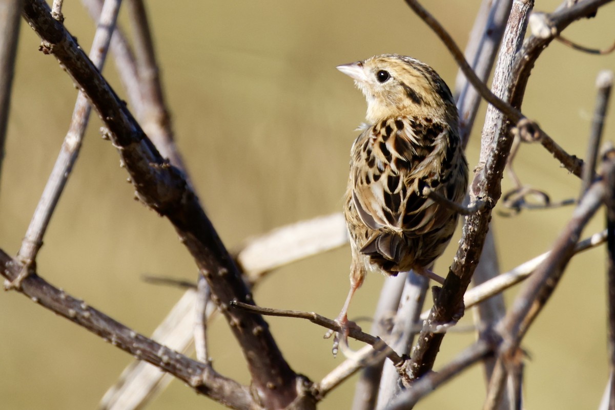LeConte's Sparrow - ML642968672