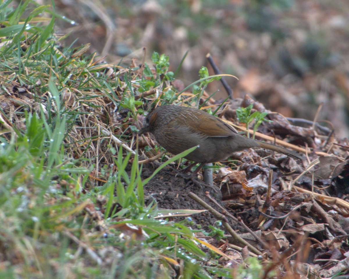 Streaked Laughingthrush - ML642968673