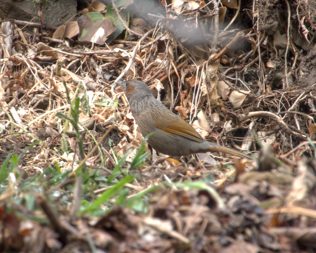 Streaked Laughingthrush - ML642968674