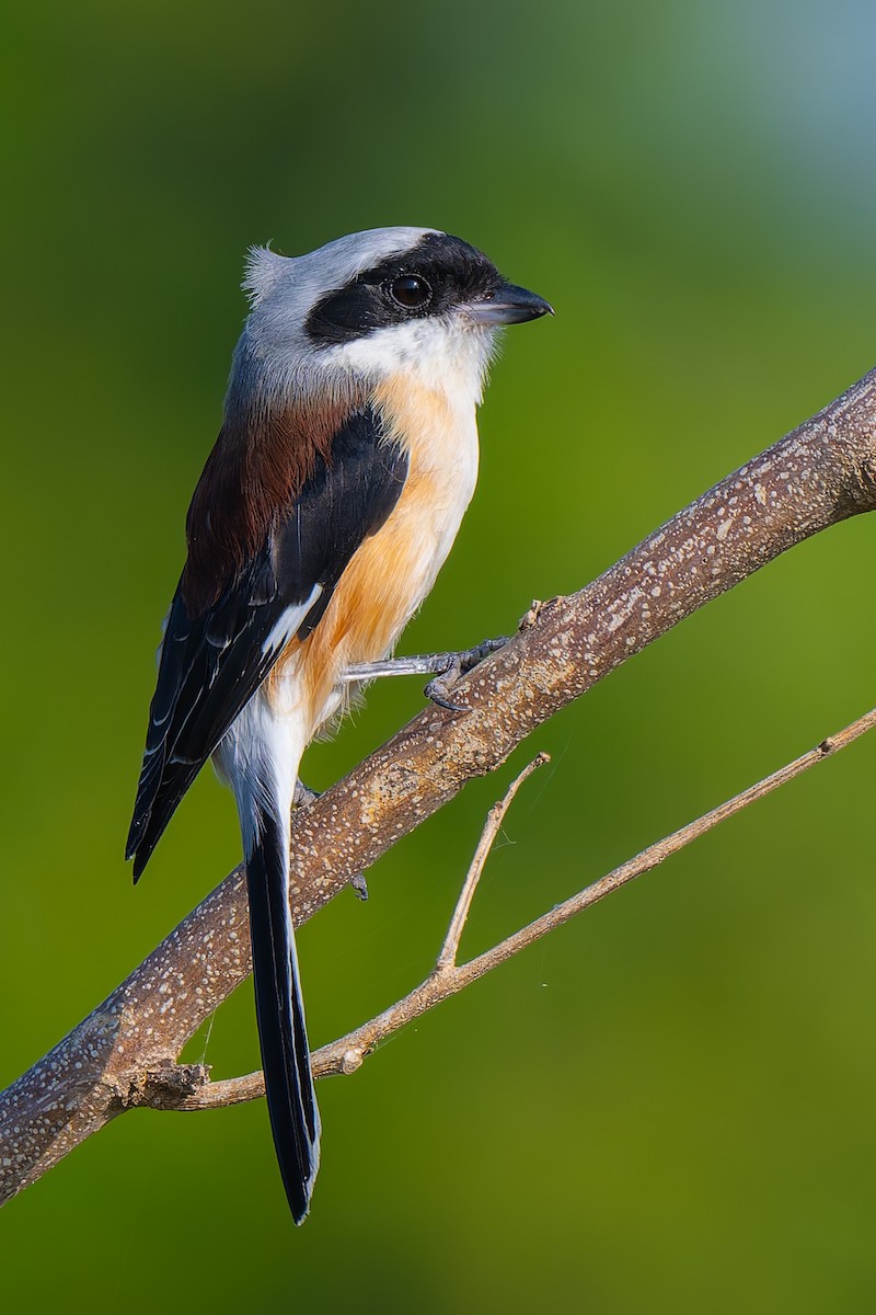 Bay-backed Shrike - ML642968678