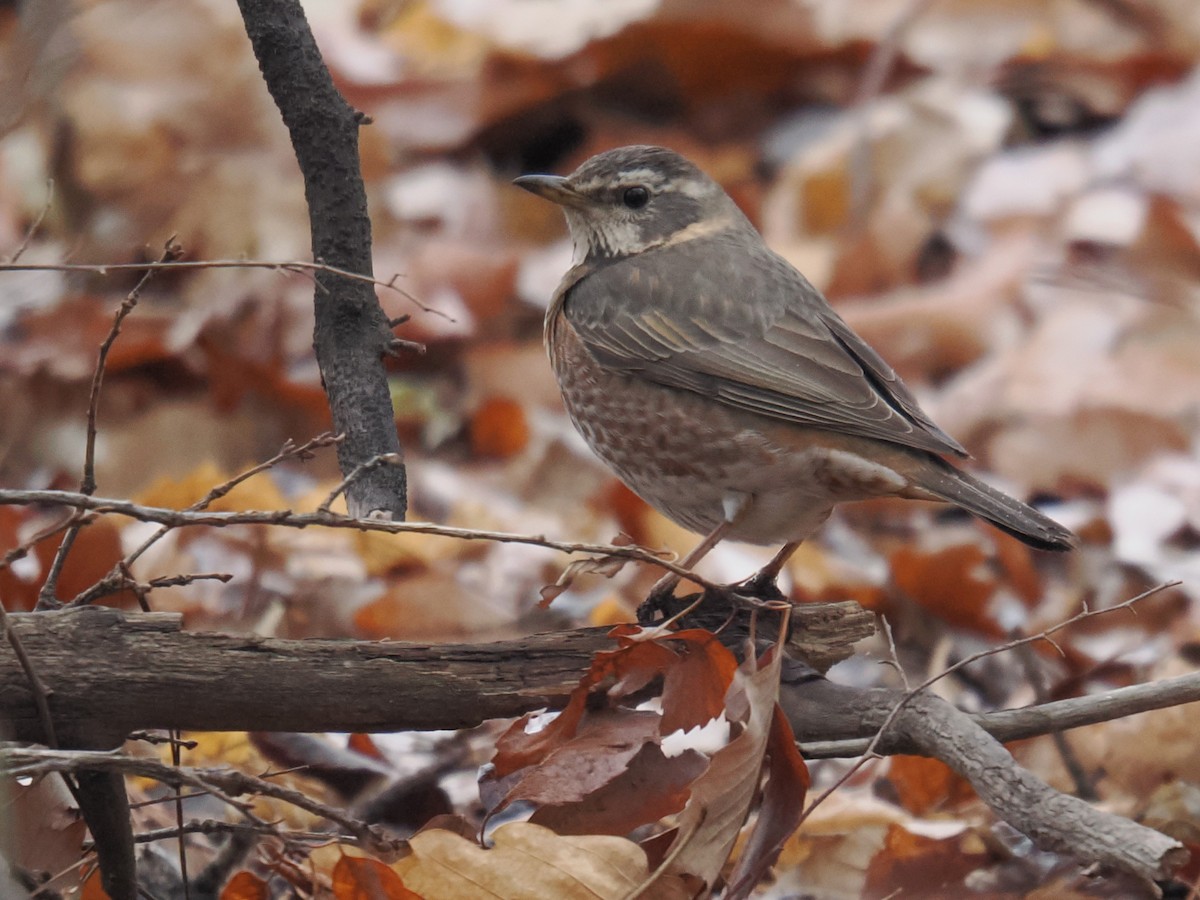 Naumann's Thrush - ML642968680