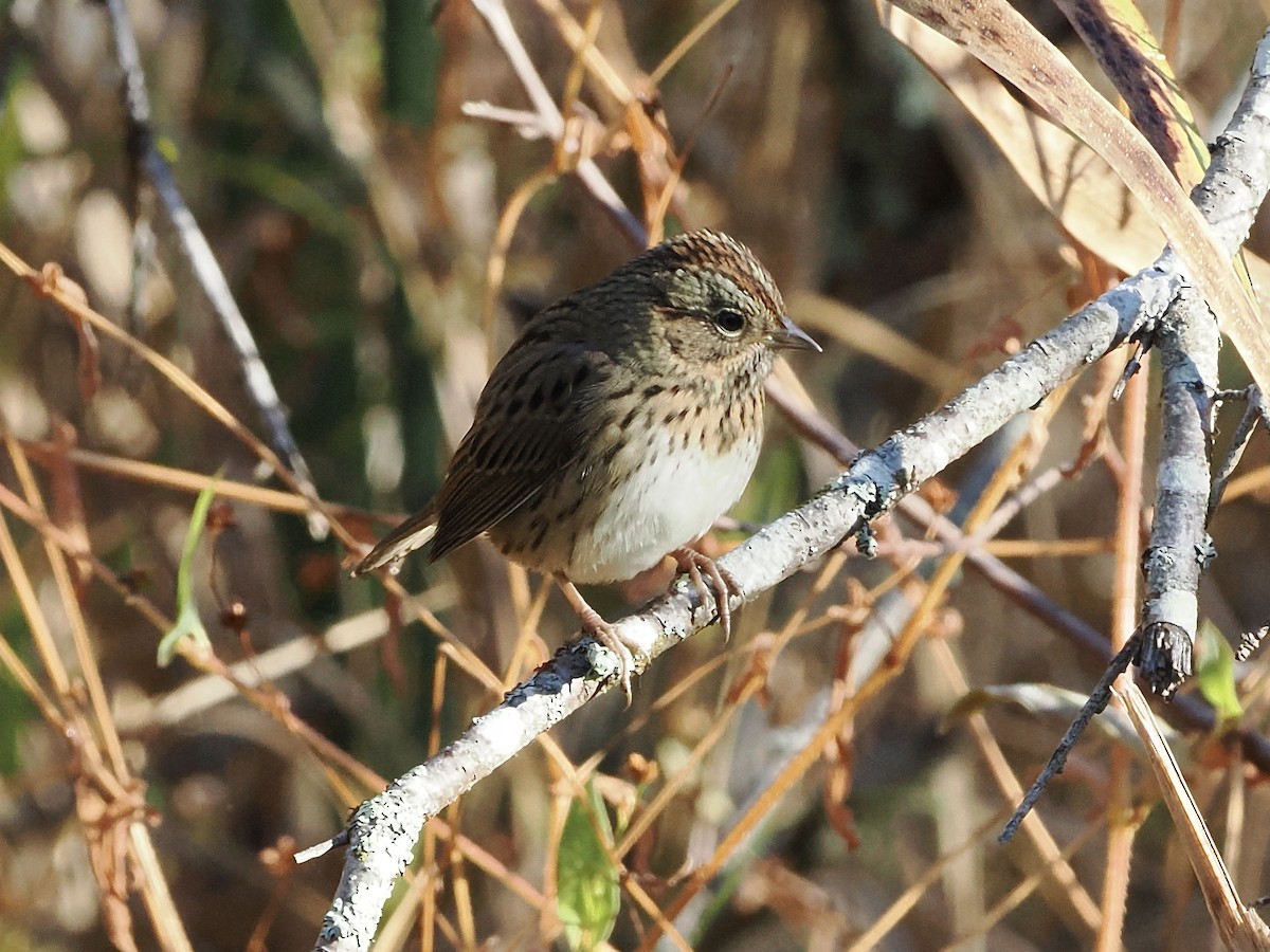 Lincoln's Sparrow - ML642968681