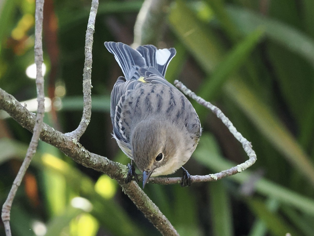 Yellow-rumped Warbler - ML642968683
