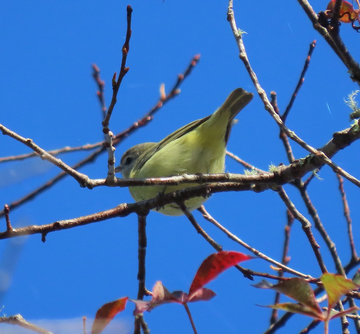 Philadelphia Vireo - ML642968684