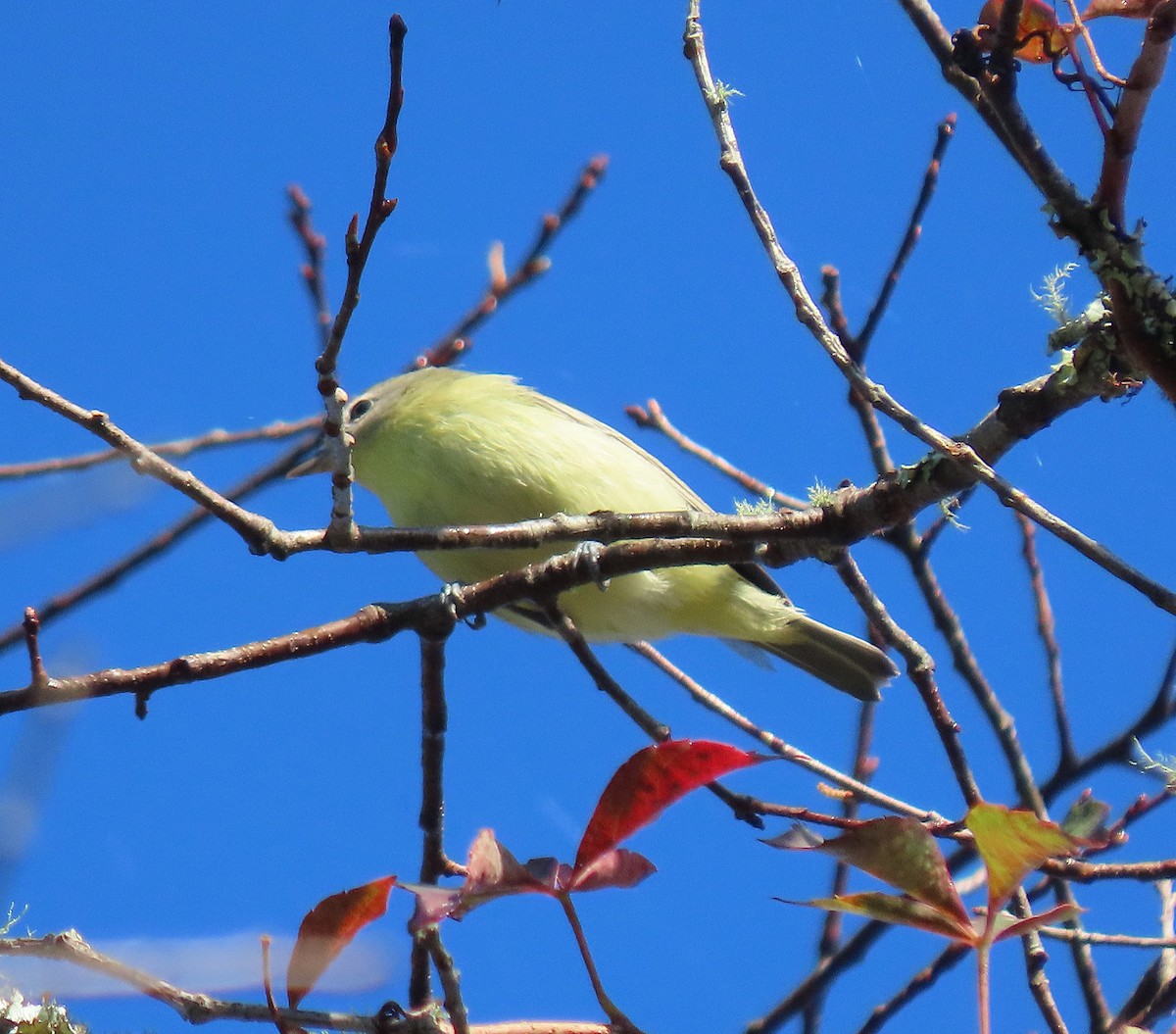 Philadelphia Vireo - ML642968685