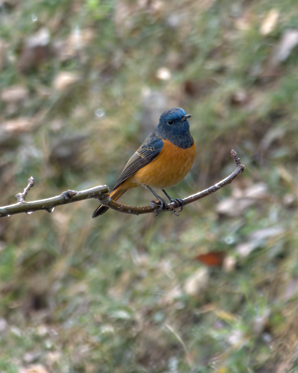 Blue-fronted Redstart - ML642968687