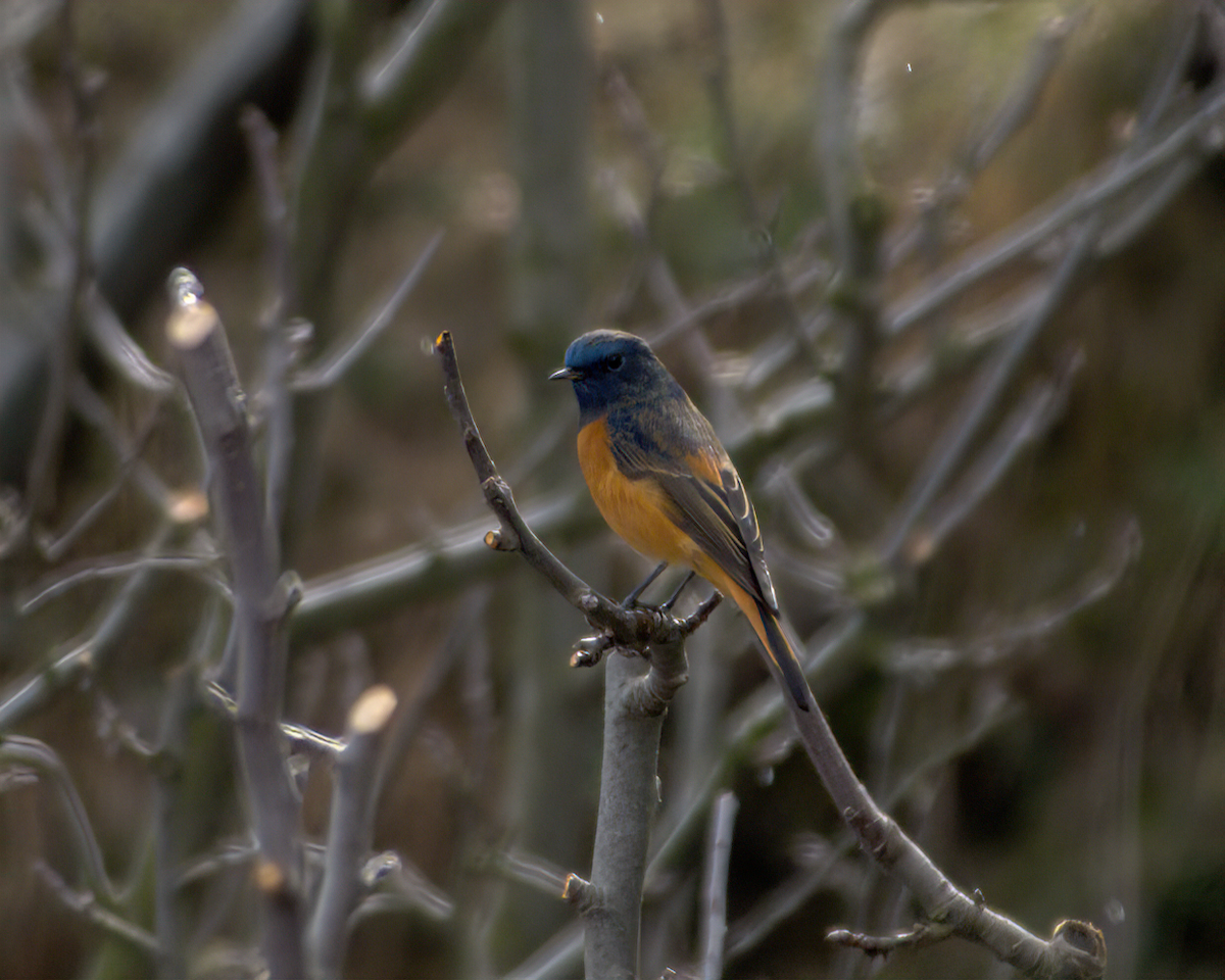 Blue-fronted Redstart - ML642968688