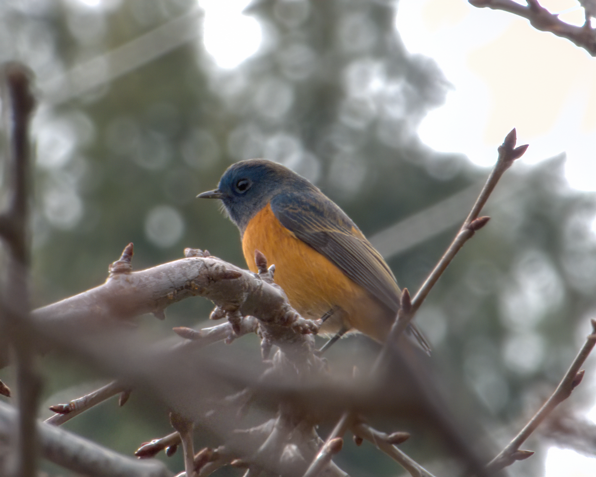 Blue-fronted Redstart - ML642968689
