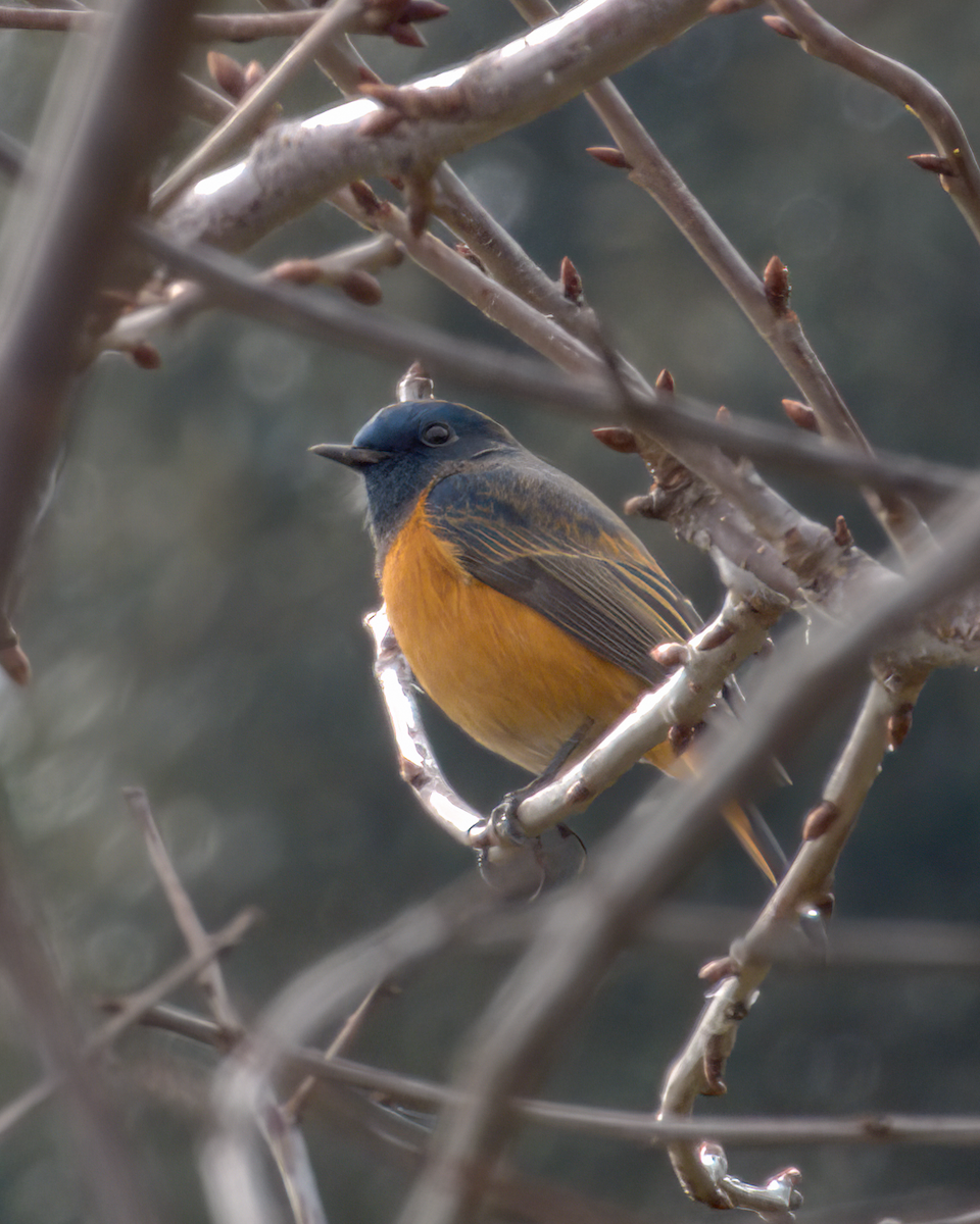 Blue-fronted Redstart - ML642968690