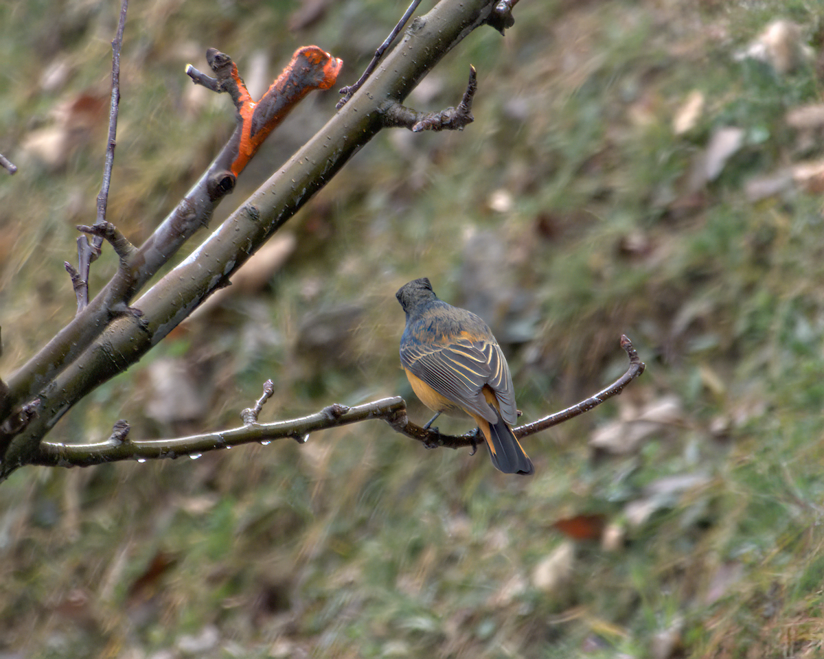 Blue-fronted Redstart - ML642968691