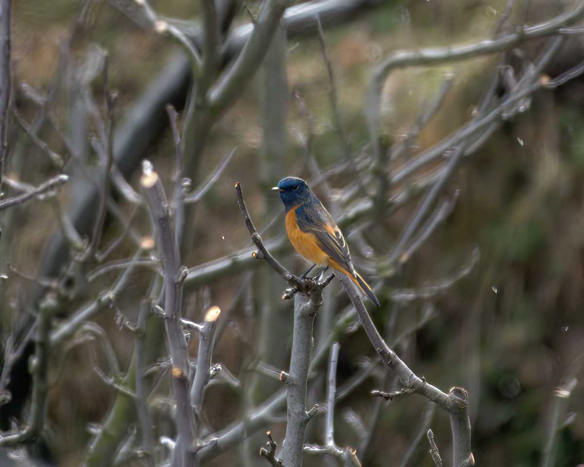 Blue-fronted Redstart - ML642968692