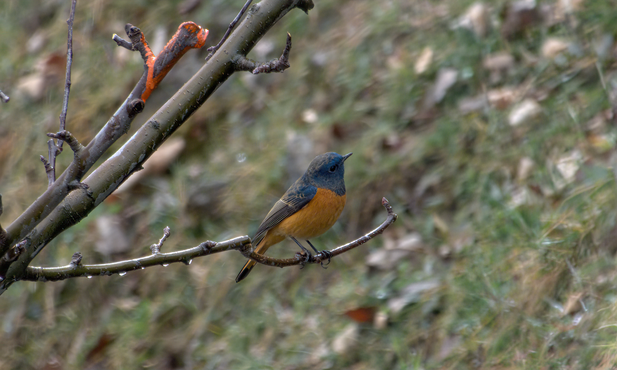 Blue-fronted Redstart - ML642968693