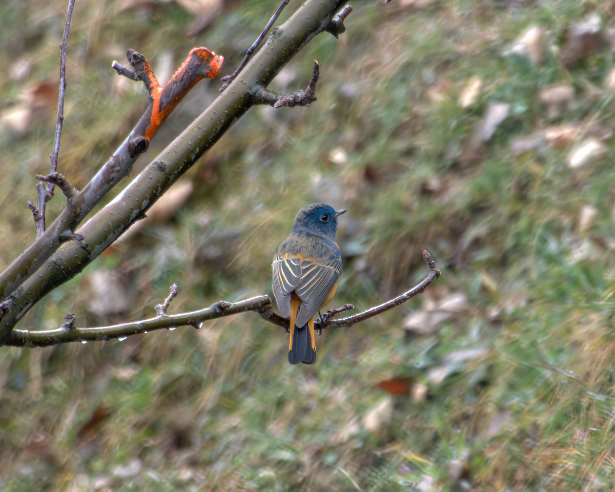 Blue-fronted Redstart - ML642968694