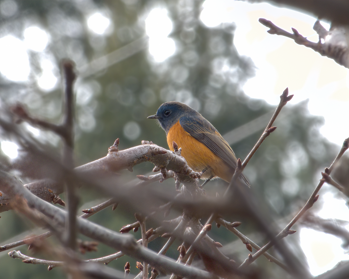 Blue-fronted Redstart - ML642968695