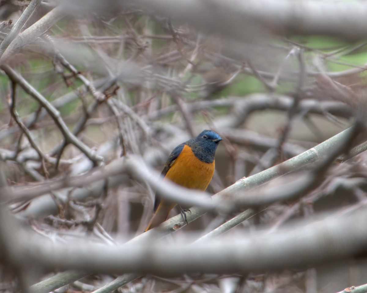 Blue-fronted Redstart - ML642968696