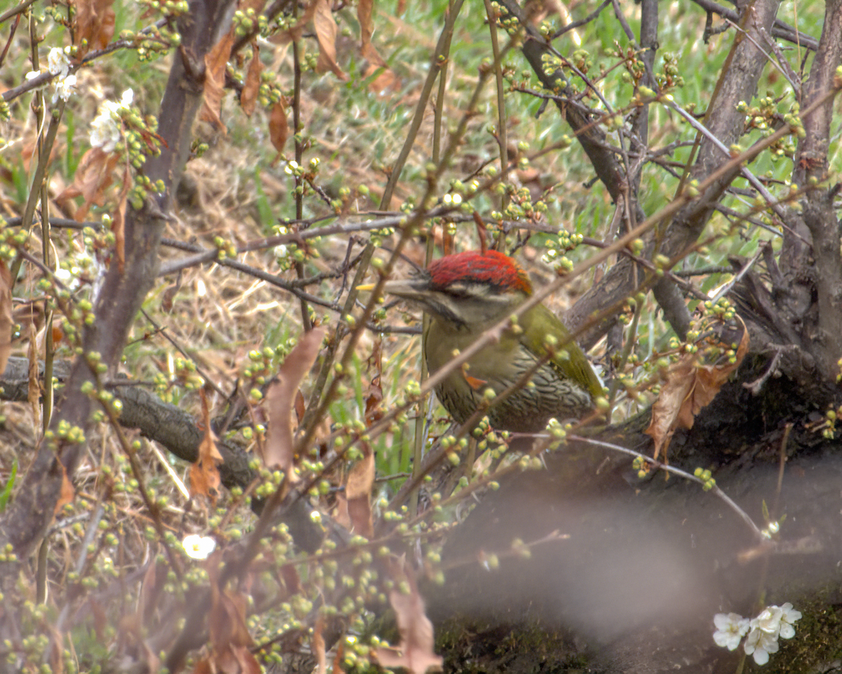 Scaly-bellied Woodpecker - ML642968716